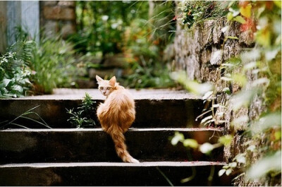 尼康马特FTN Nikkor-S Auto 50 1.4 FUJI SUPERIA