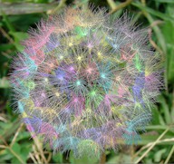 Rainbow Puff