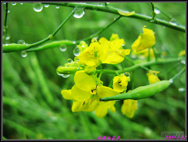 雨中油菜花的照片图片