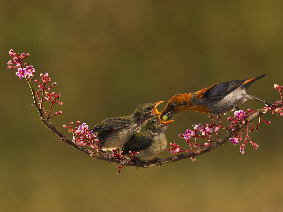 Photograph Scarlet Headed Flowerpecker - Male by SIJANTO NATURE on 500px