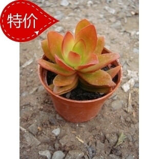 咏春多肉【火祭】迷你室内盆栽绿植 净化空气 吸甲醛 景天科 含盆-