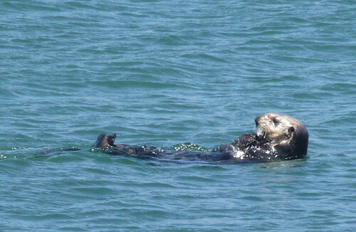 mr.海獭