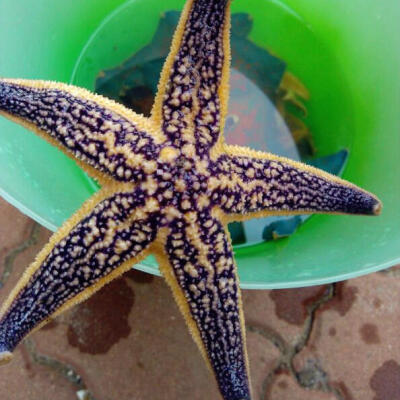 海星