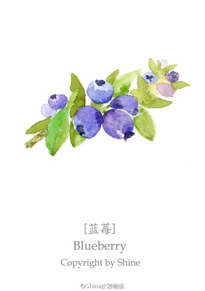【shine 水彩】蓝莓
