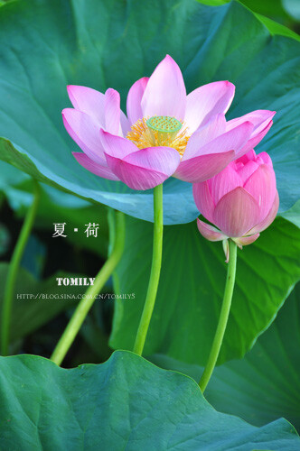 荷花，夏天的味道。 http://blog.sina.com.cn/s/blog_a113b86a01018yei.html