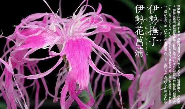 旧暦の一年「伊勢花菖蒲」