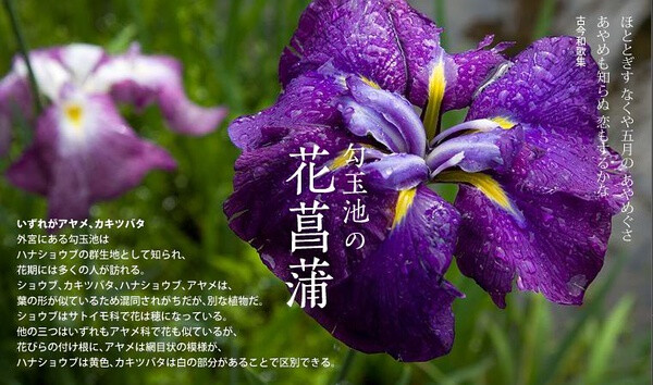 旧暦の一年「勾玉池の花菖蒲」