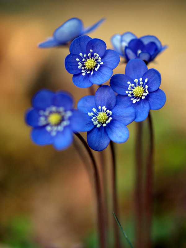 Blue anemones