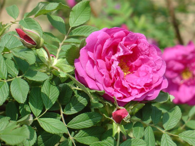 Rosa rugosa 平阴玫瑰 食用玫瑰（玫瑰花可提取高级香料玫瑰油，玫瑰油价值比黄金还要昂贵，故玫瑰有“金花”之称）