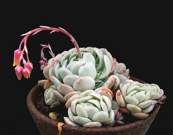 星影Echeveria potosina