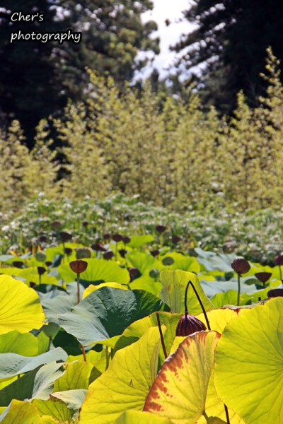 Botanic Garden 夏天的蓮花池子