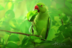 摄影师 Sasi smit 给你带来了让你不敢相信的美丽世界，自然界的精灵，把这个世界点缀的更佳丰富，也让这个世界变的多彩多姿，我们应该感恩，可以生活在如此美丽的世界，我们也有责任去保护它们，和它们一起继续的生…