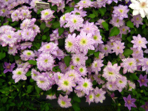 Crystal Fountain 水晶喷泉 类群	早花大花型(Early Large-flowered Group) 花色	蓝紫色 高度	2米 花径	大 花期	5月 6月 9月 种植方位	东(E) 南(S) 西(W) 北(N) 修剪方式	2类 耐寒区	4-9 花朵中心花蕊长，酷似喷泉。株型紧凑，适于小花园和盆栽。新枝和老枝上均可开花，不宜进行强剪。1994年由日本人早川博（Hayakawa Hiroshi)率先发现。这个品种是“H.F.Young"的一个芽变品种，在2002年英国切尔西花展上展出。