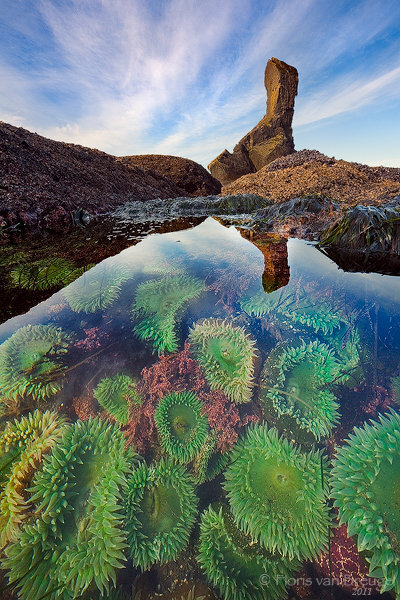Anemones in Tide Pool, Olympic National Park, Washington, Tidal Secrets, sea anemones, low tide, coast, photo