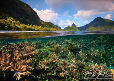 Tropical Coral Reef, Ofu, American Samoa, staghorn coral, acropora, photo