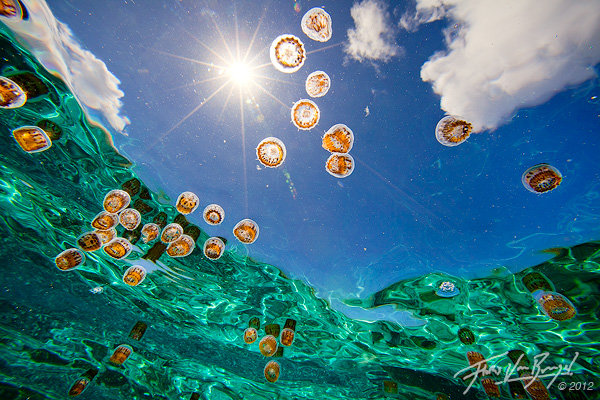 Window and Jellyfish, Ofu, American Samoa, photo