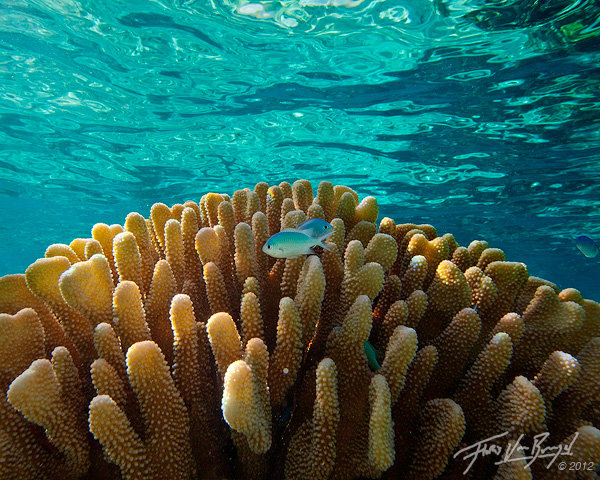 Tropical Chromis, Ofu, American Samoa, lagoon, coral, photo