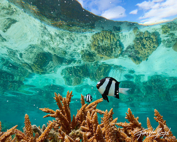 Tropical Fish in Coral Reef, Ofu, American Samoa, photo