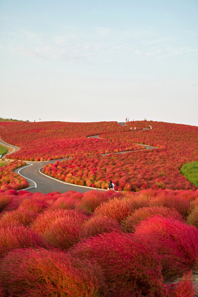 Kochia Hill（地肤山），位于日本关东茨城县。