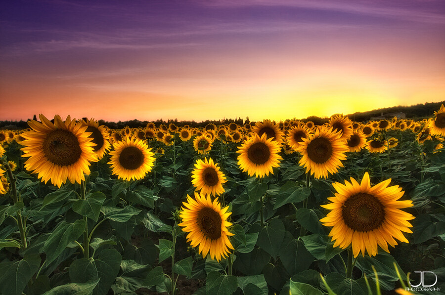 Photograph Sunflowers by Julien Delaval on 500px