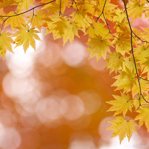 五彩的魅力世界