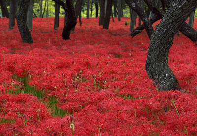 五彩的魅力世界