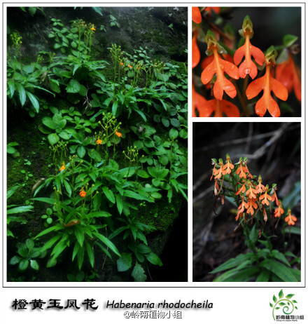 橙黄玉凤花（Habenaria rhodocheila）附生兰，它是华南地区最常见的一种玉凤花。盛夏季节，人们往往会在沟谷边的土坡、石壁上看到它那一簇簇如火一般热情奔放的红。她的唇瓣形状也很特别，简直兰花里的战斗机啊有木有！因而也叫飞机兰。花期7-8月。（摄影：@Bigking_大金@小Q_金秋）