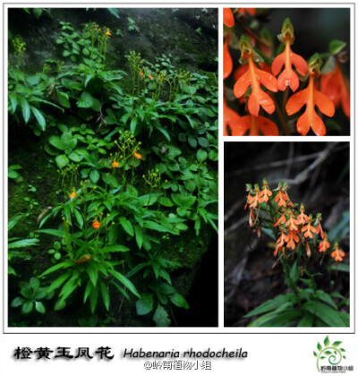 橙黄玉凤花（Habenaria rhodocheila）附生兰，它是华南地区最常见的一种玉凤花。盛夏季节，人们往往会在沟谷边的土坡、石壁上看到它那一簇簇如火一般热情奔放的红。她的唇瓣形状也很特别，简直兰花里的战斗机啊有木…