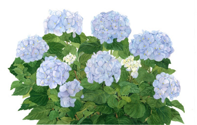 紫阳花