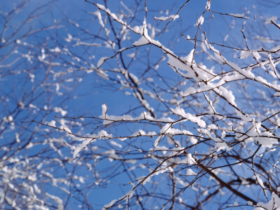 白雪压枝~