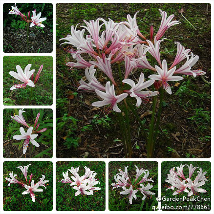 石蒜科 石蒜属 香石蒜（Lycoris）多年生草本植物。鳞茎卵球形，直径约3厘米。叶带状，绿色。花蕾粉白色，花被裂片腹面散生红色条纹，背面具紫红色中肋，倒披针形，边缘微皱缩，花被筒长约1厘米；雄蕊与花被近等长，花丝紫红色；雌蕊略伸出花被外，花柱紫红色，上端较深。花期9月。