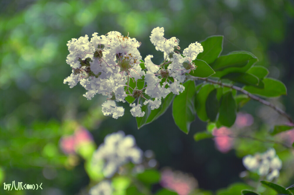 这个是紫荆花没错吧？@心有林夕Doris 刚才那个是百日红，肯定是百度百科图配错了，然后搜千日红的时候图就对了。