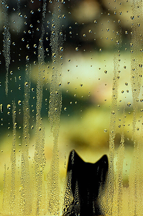 雨还是一样地下。花还是一样地开。