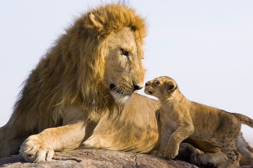 A seven-week-old lion cub looks nervous as he meets his father for the first time.