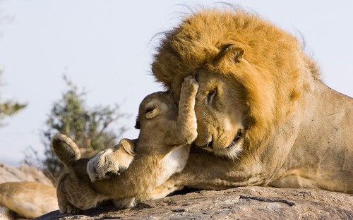 A seven-week-old lion cub looks nervous as he meets his father for the first time.