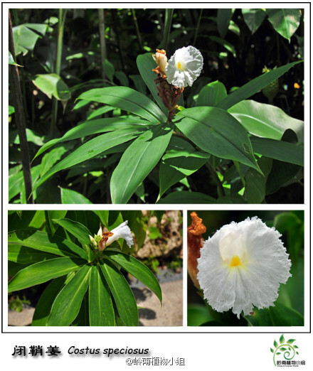 闭鞘姜（Costus speciosus）闭鞘姜科闭鞘姜属 闭鞘姜因宽而封闭的叶鞘而得名。S形螺旋排列的叶子很有特点，大而洁白的花朵生于枝顶，细看晶莹剔透，同时伴随着阵阵芳香。嫩茎似笋可食，加之在风雨雷电交加时长得更好，因此在海南也有雷公笋的别名。花期7-10月。(摄影:@Bigking_大金)