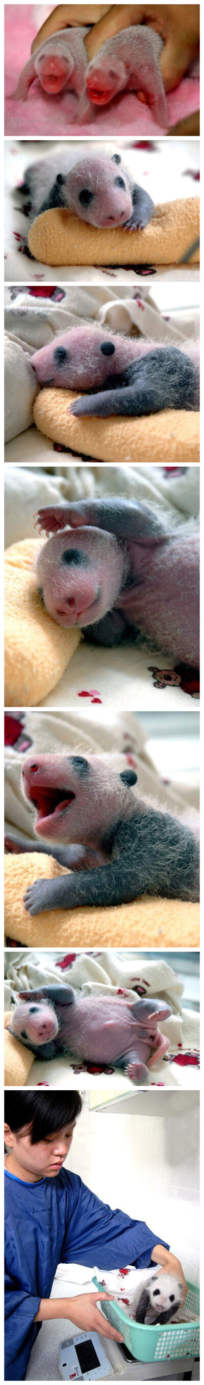 一个月大的熊猫宝宝！