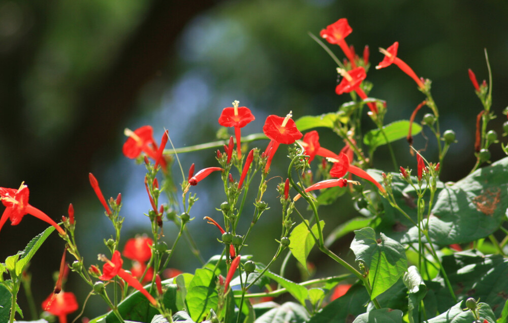 ipomoea hederifolia Scarlet morning glory,Wynad,Kerala