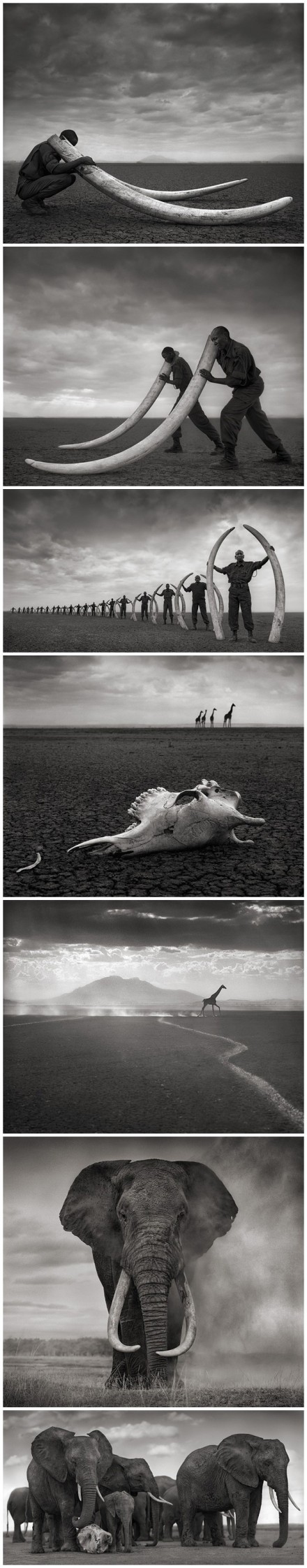 被杀死大象的象牙，英国野生动物摄影师Nick Brandt，1992年移居非洲，作品2011年拍摄于肯尼亚。