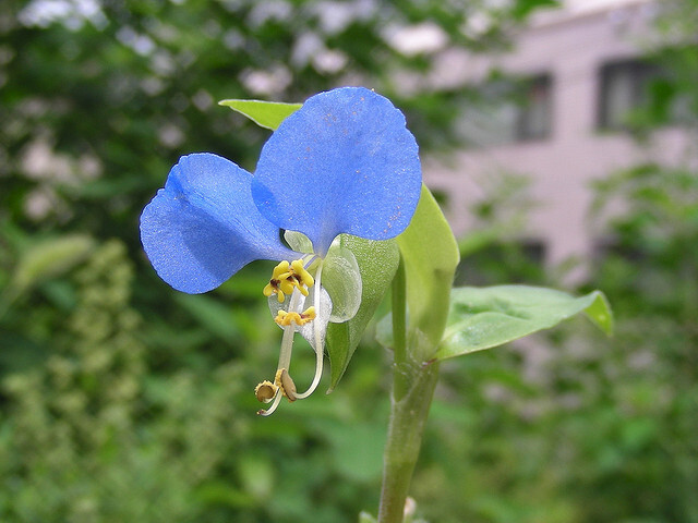 露草 つゆくさ