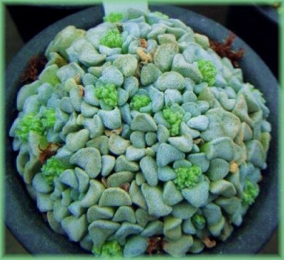 阳台克—可爱的多浆植物,好想捏捏去...