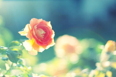 我等你。花开花又谢。