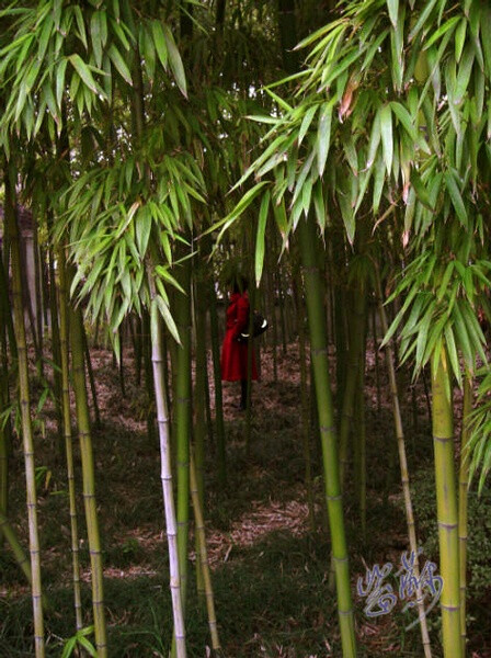 我不记得我怎么主意到这个奇异的女子。我只觉得她美得不似真人，倒像一位妖艳的女鬼。