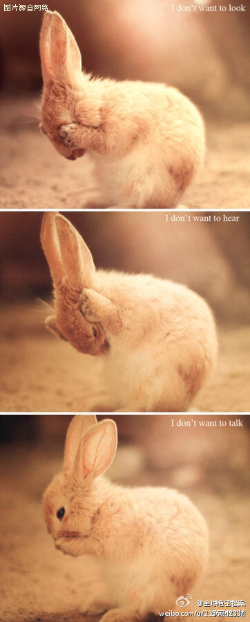 一只兔子为你演绎：不看，不听，不说