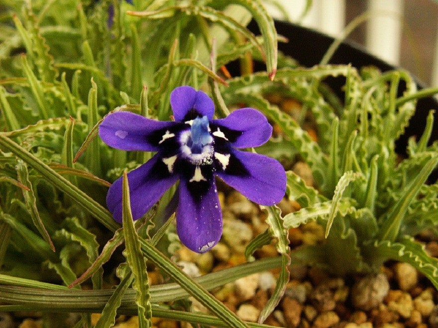 Lapeirousia oreogena。蓝色拉培疏鸢尾。