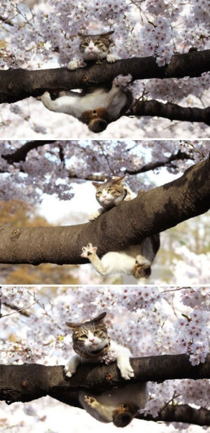 我爬上來了！！！＂ 东京Ueno 公园，樱花丛中的猫。