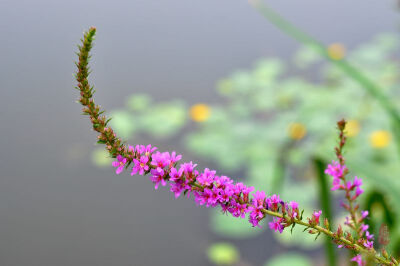 蛇鞭菊