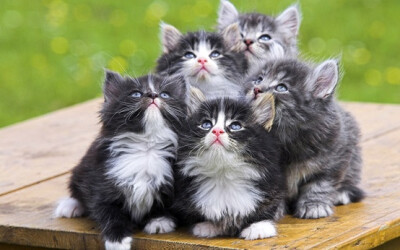 norwegian forest cats