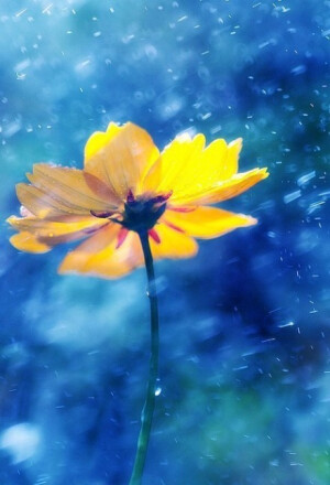 梦想就像未曾绽放的花朵，要么枯萎，要么怒放...||(440x645)