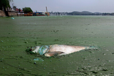 武汉东湖，布满蓝绿藻类的湖面上飘着一只死鱼。摄影Darley Shen/Reuters。